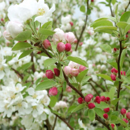 Pommier à fleurs Evereste