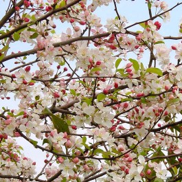 Pommier à fleurs Evereste