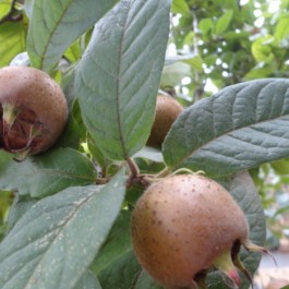 NEFLIER - Mespilus germanica