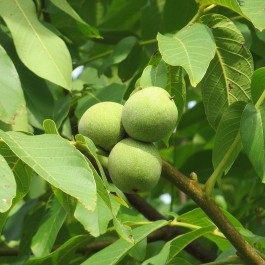 NOYER - Juglans regia 'Parisienne'