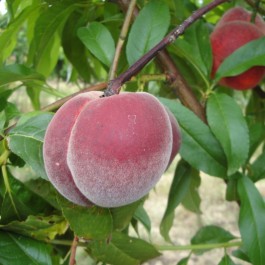 PECHER - Prunus persica 'Sanguine'