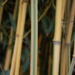 Phyllostachys 'Spectabilis'