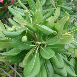 Pittosporum