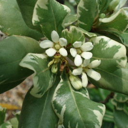 Pittosporum