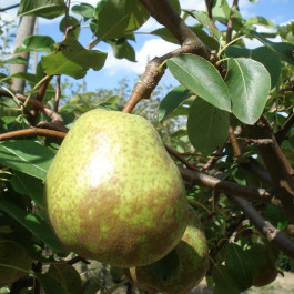 POIRIER - Pyrus communis 'Duchesse d'Angoulême'