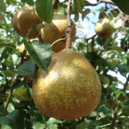 POIRIER - Pyrus communis 'Général Leclerc'