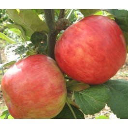 POMMIER - Malus communis 'Astrakan rouge'