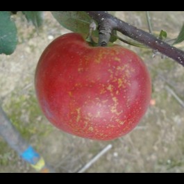 POMMIER - Malus communis 'Api rose'