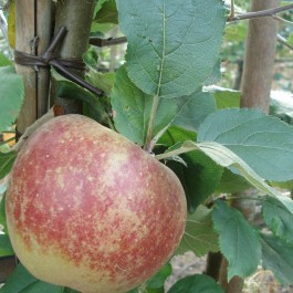 POMMIER - Malus communis 'Belle de boskoop'