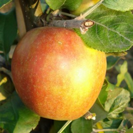 POMMIER - Malus communis 'Delbard Jubilé'