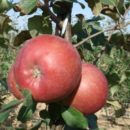 POMMIER - Malus communis 'Fuji'