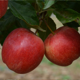 POMMIER - Malus communis 'Mondial Gala'