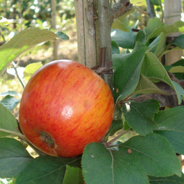 POMMIER - Malus communis 'Reine des reinettes'