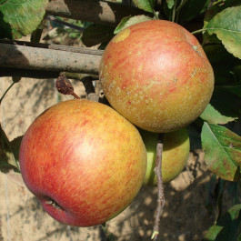 POMMIER - Malus communis 'Reinette de Caux'