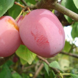 PRUNIER - Prunus domestica 'Queen Victoria'