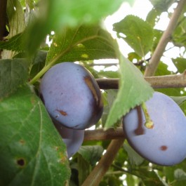 PRUNIER - Prunus domestica 'Quetsche d'Alsace'