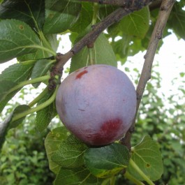 PRUNIER - Prunus domestica 'Reine Claude Althan'