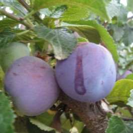 PRUNIER - Prunus domestica 'Reine Claude violette'