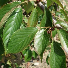 Cerisier à fleurs