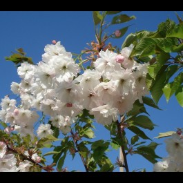 Cerisier à fleurs 'Shirotae'
