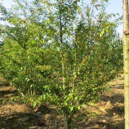 Cerisier à fleurs 'Fukubana'