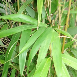 Bambou japonais