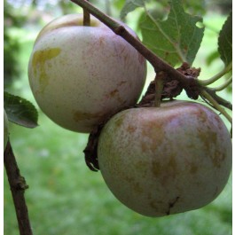PRUNIER - Prunus domestica 'Reine Claude Bavay'
