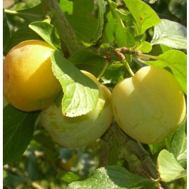 PRUNIER - Prunus domestica 'Reine Claude d'Oullins'