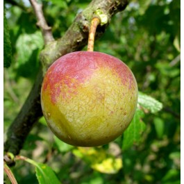 PRUNIER - Prunus domestica 'Reine Claude dorée'