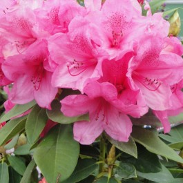 Rhododendron à grande végétation