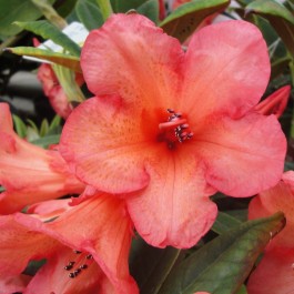 Rhododendron nain orange