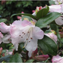 Rhododendron nain rose clair