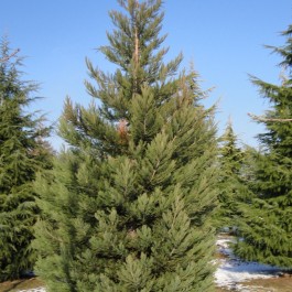 Sequoia géant