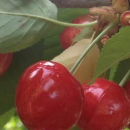CERISIER - Prunus avium - bigarreau 'Summit'