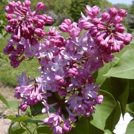 Lilas double rose satiné 'Belle de Nancy'