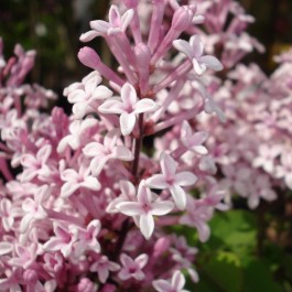 Lilas nain rose 'Josée'