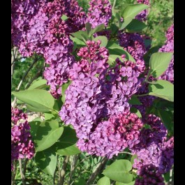 Lilas bleu double 'Michel Buchner'