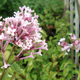 Lilas à petites feuilles 'Superba'