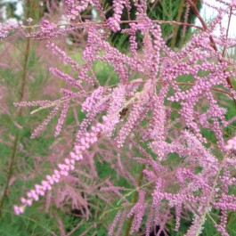 Tamaris d'été pourpre