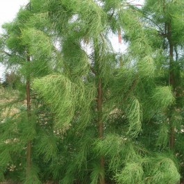 Cyprès chauve Nutans