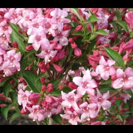 Weigélia rose 'Rosea'