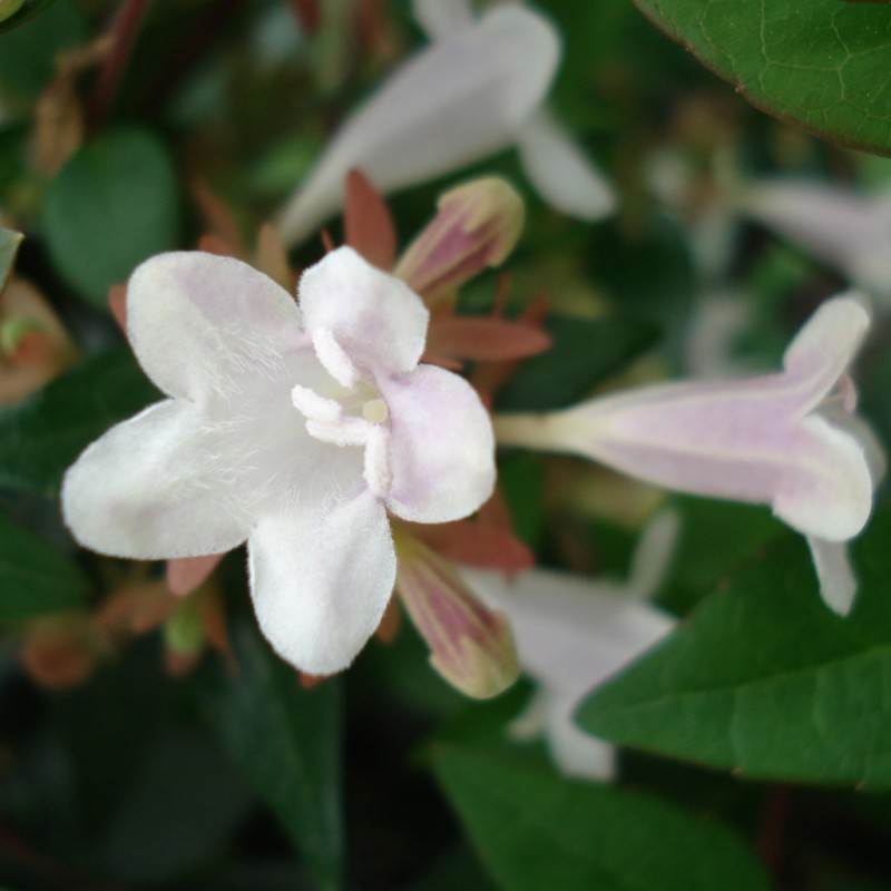 Vente en ligne de Abelia grandiflora 3