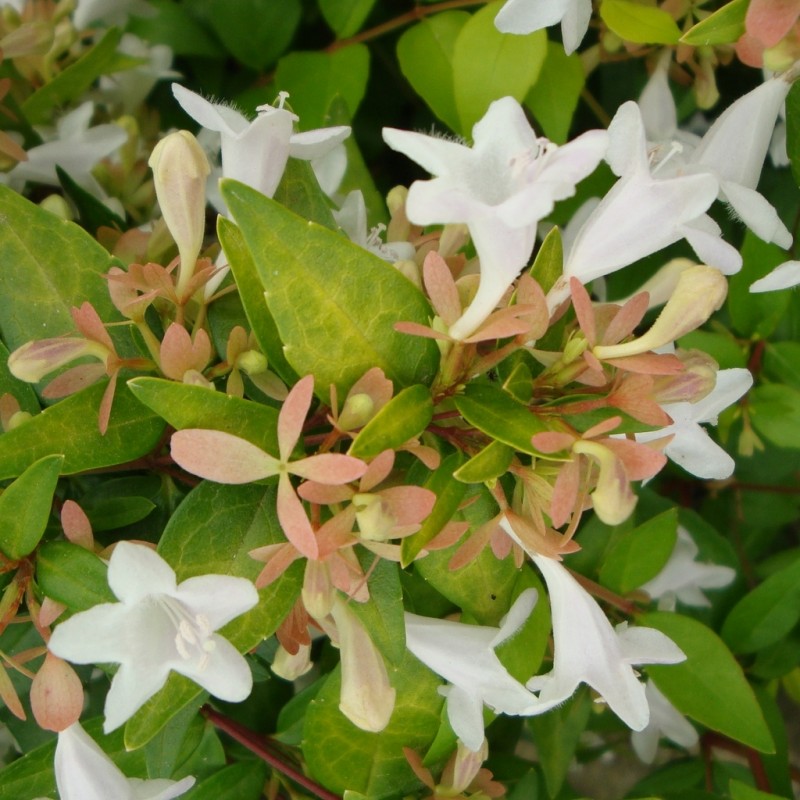 Vente en ligne de Abelia 'Francis Masson' 0