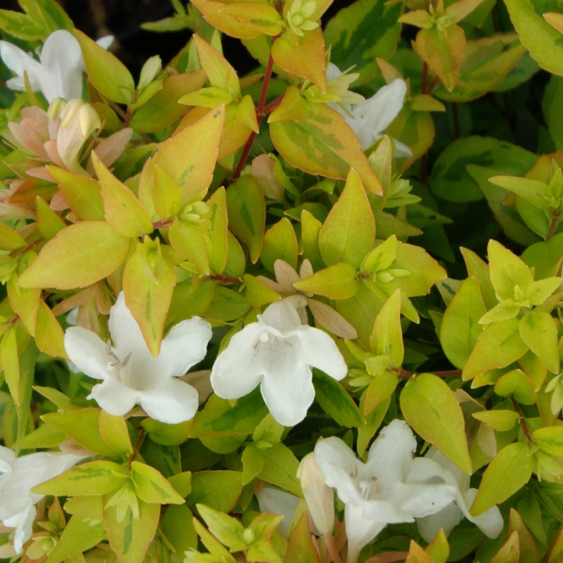 Vente en ligne de Abelia 'Kaleidoscope' 0