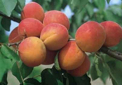 Vente en ligne de ABRICOTIER - Prunus armeniaca 'Lambertin n°1' 0