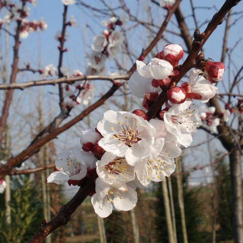 Vente en ligne de PECHER - Prunus persica 'Redwing' 1