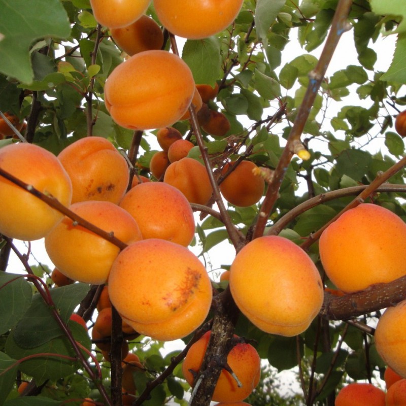 Vente en ligne de ABRICOTIER - Prunus armeniaca 'Goldrich' 1