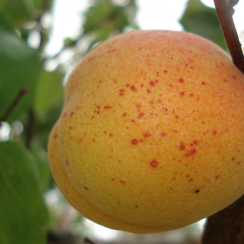 Vente en ligne de ABRICOTIER - Prunus armeniaca 'Luizet' 1
