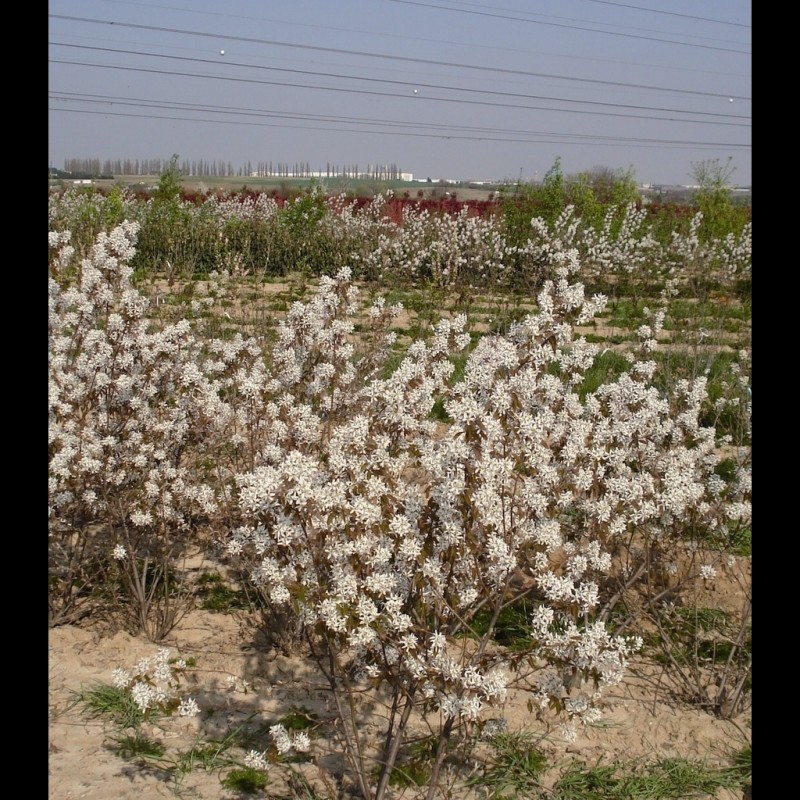 Vente en ligne de Amelanchier 1