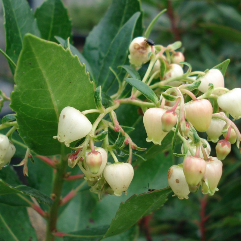 Vente en ligne de Arbre aux fraises 1